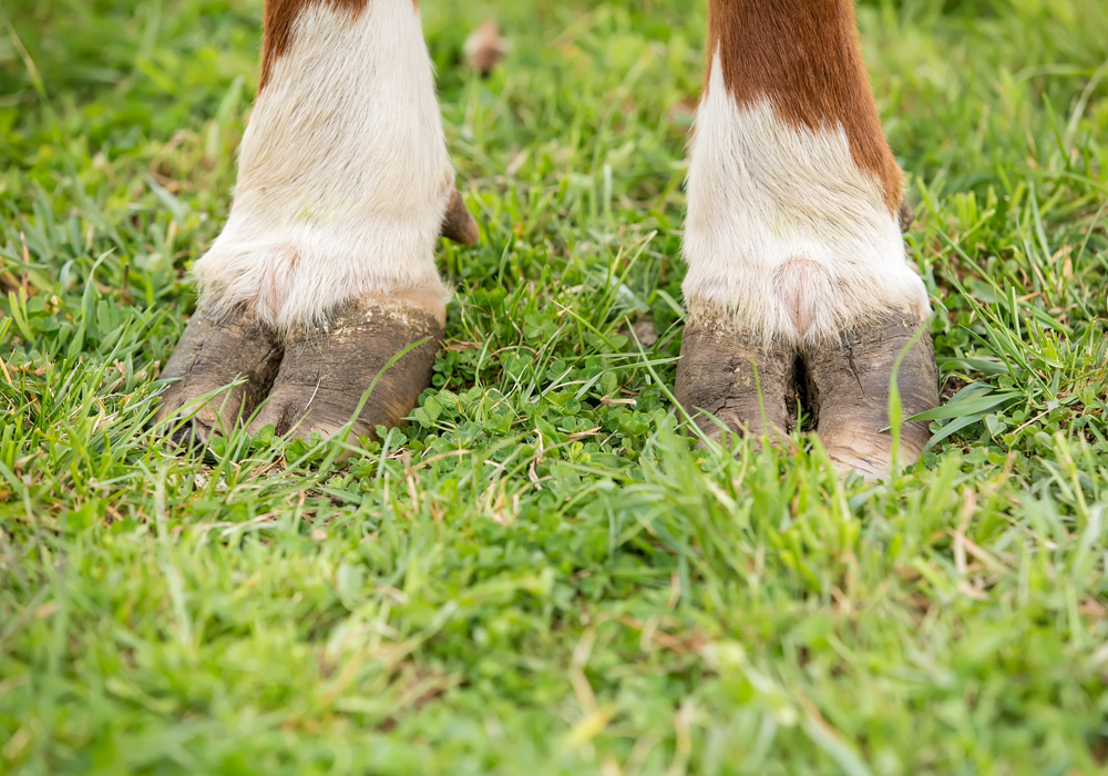 Cow Hoof Trimming with Cattle Crush